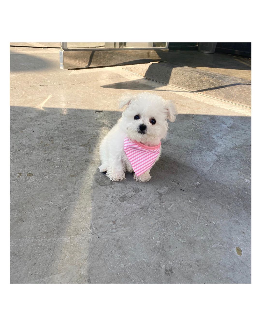 Bichon Frisé